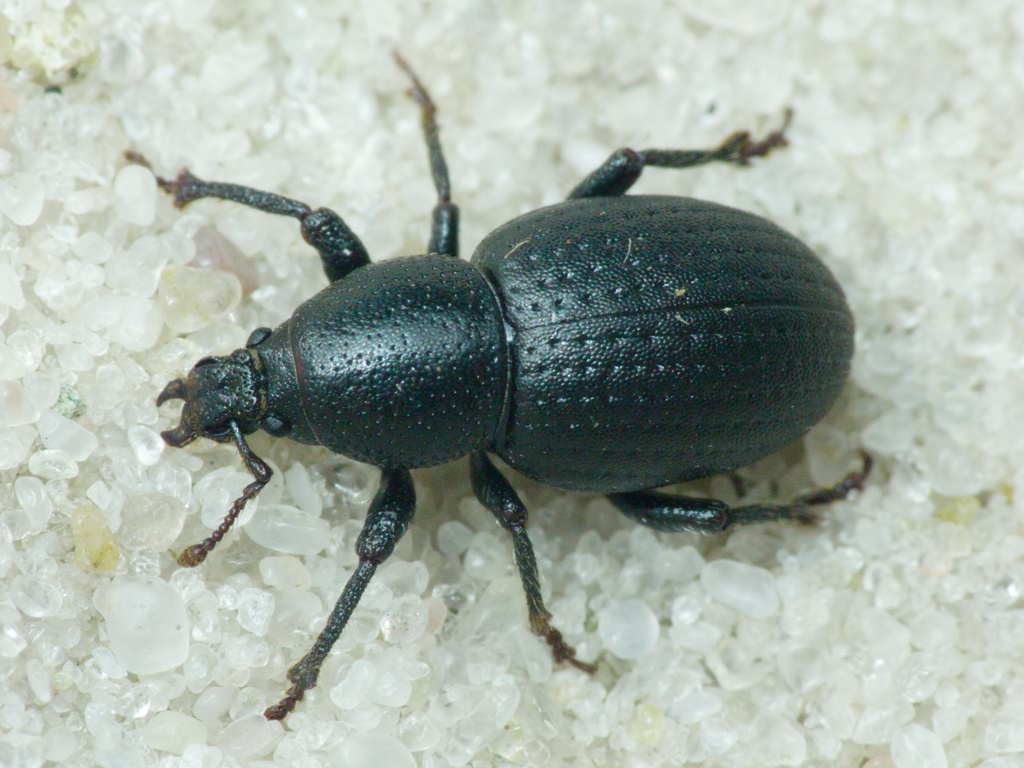 Psallidium maxillosum (Fabricius, 1792)